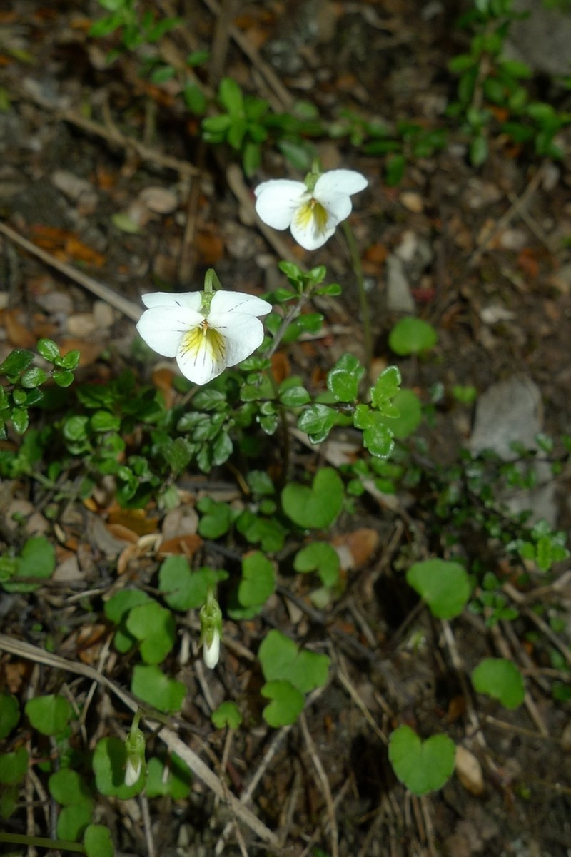 Viola filicaulis photo 6