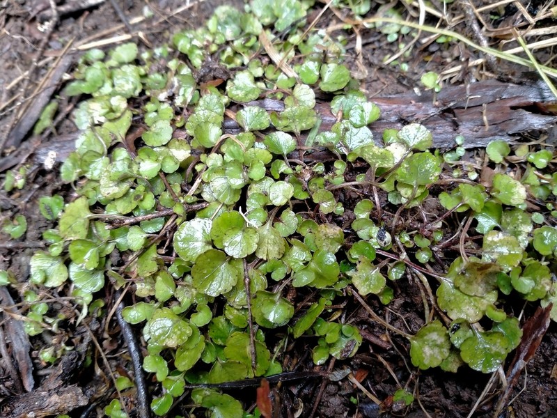 Viola filicaulis photo 7