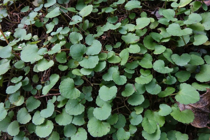 Viola filicaulis photo 8
