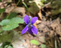 Viola fimbriatula
