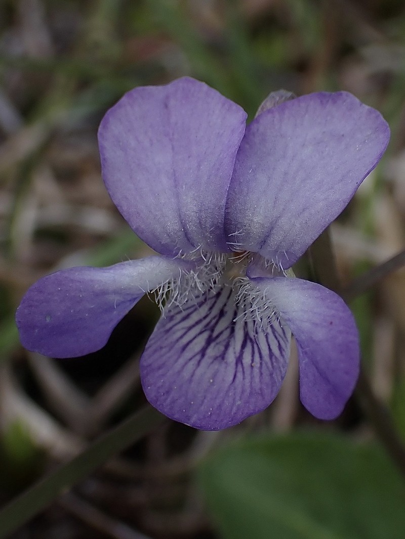 Viola fimbriatula photo 2