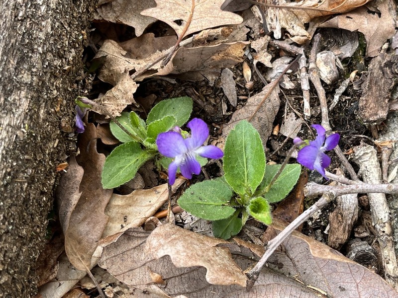 Viola fimbriatula photo 3