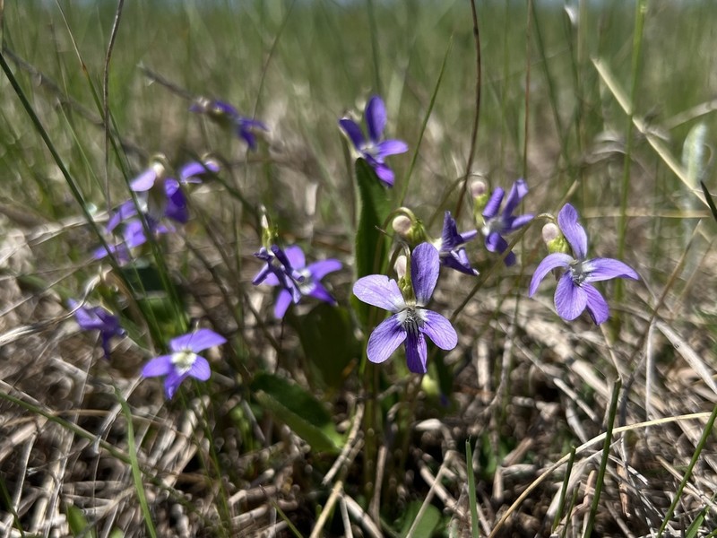 Viola fimbriatula photo 4