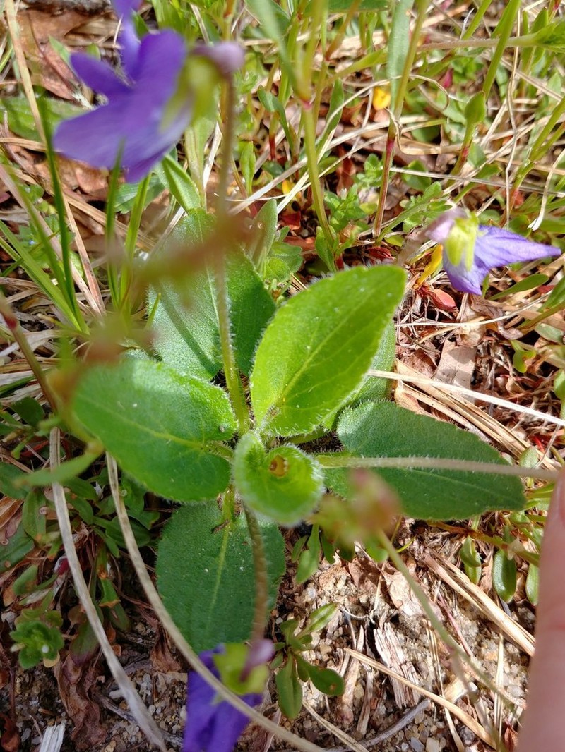Viola fimbriatula photo 5