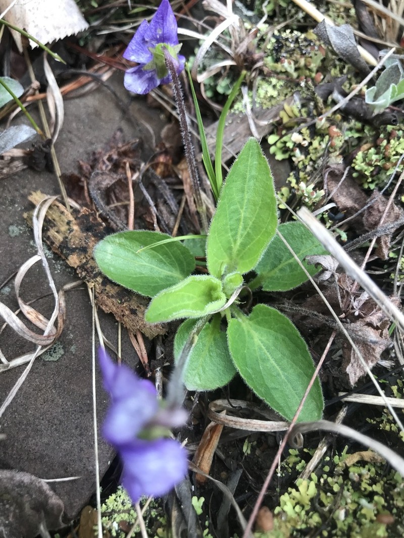 Viola fimbriatula photo 6
