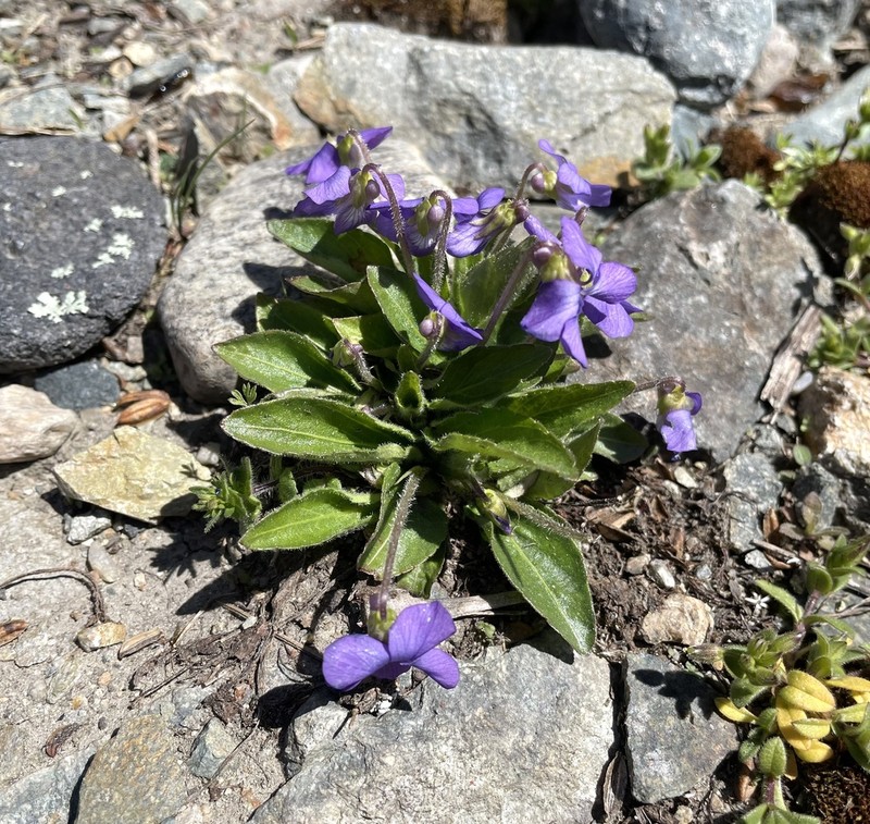 Viola fimbriatula photo 7