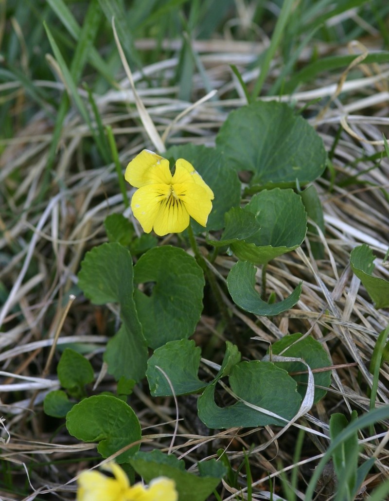 Viola fischeri