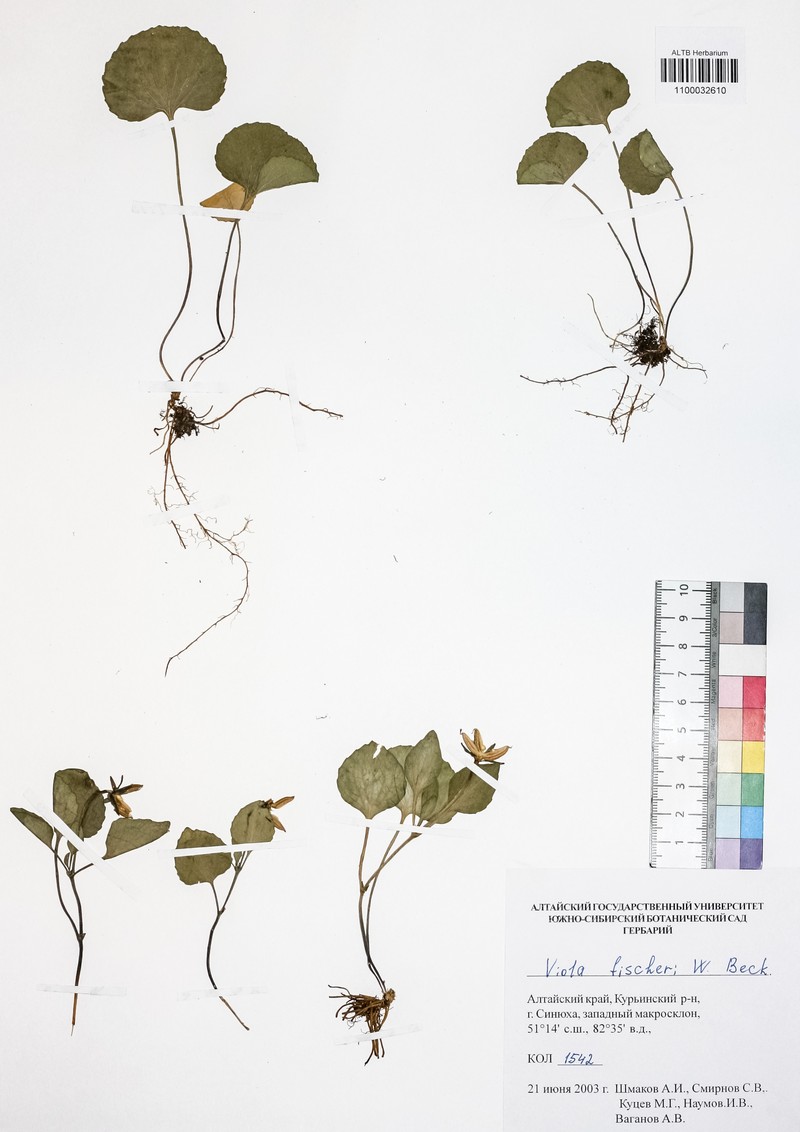 Viola fischeri photo 3