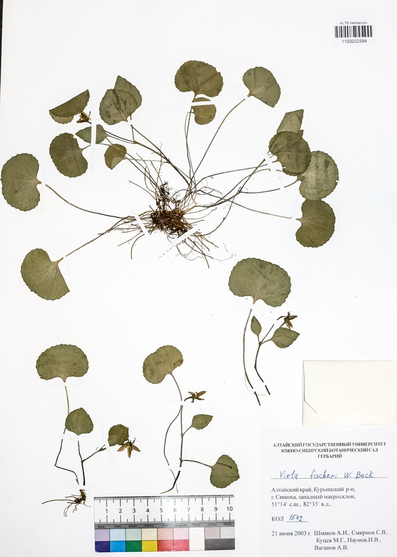 Viola fischeri photo 4