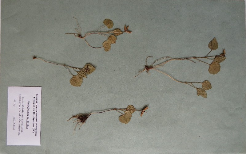Viola fischeri photo 5