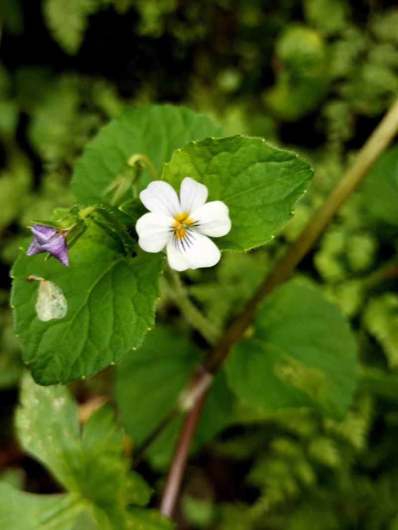 Viola flagelliformis