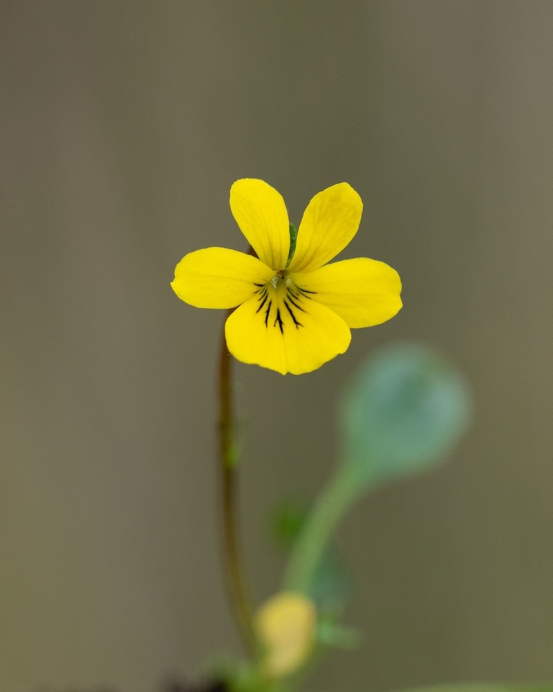 Viola flavicans