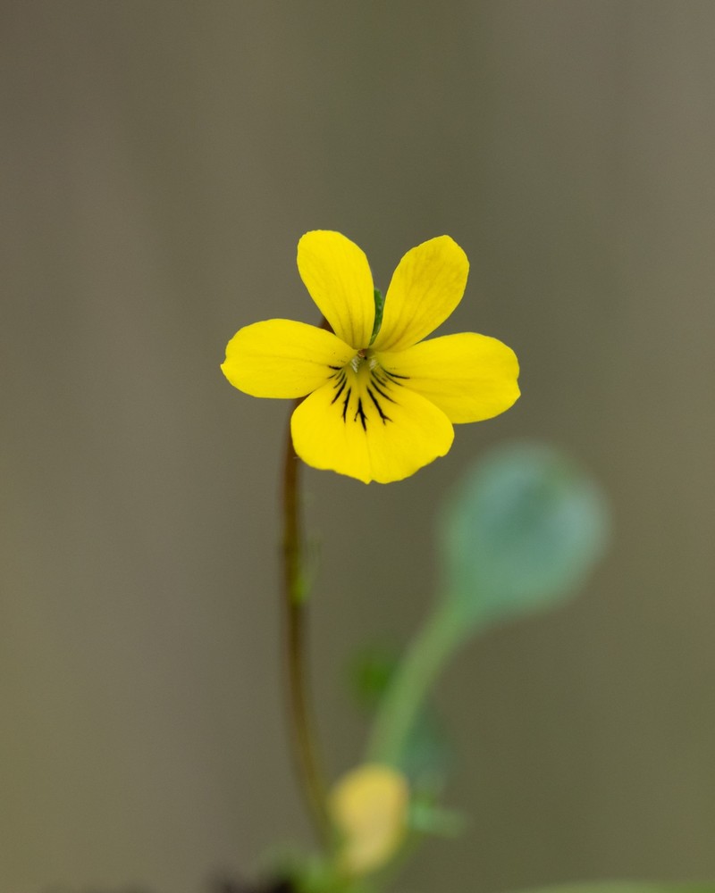 Viola flavicans photo 2