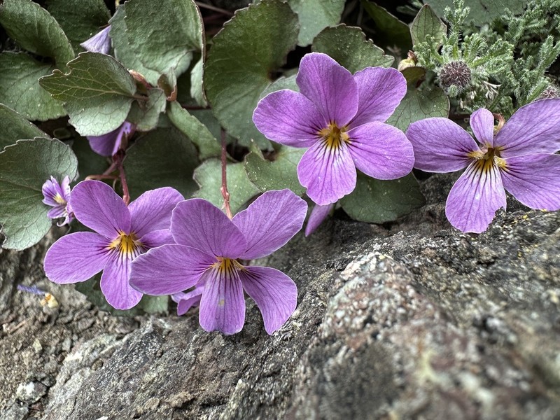 Olympic Violet photo 2