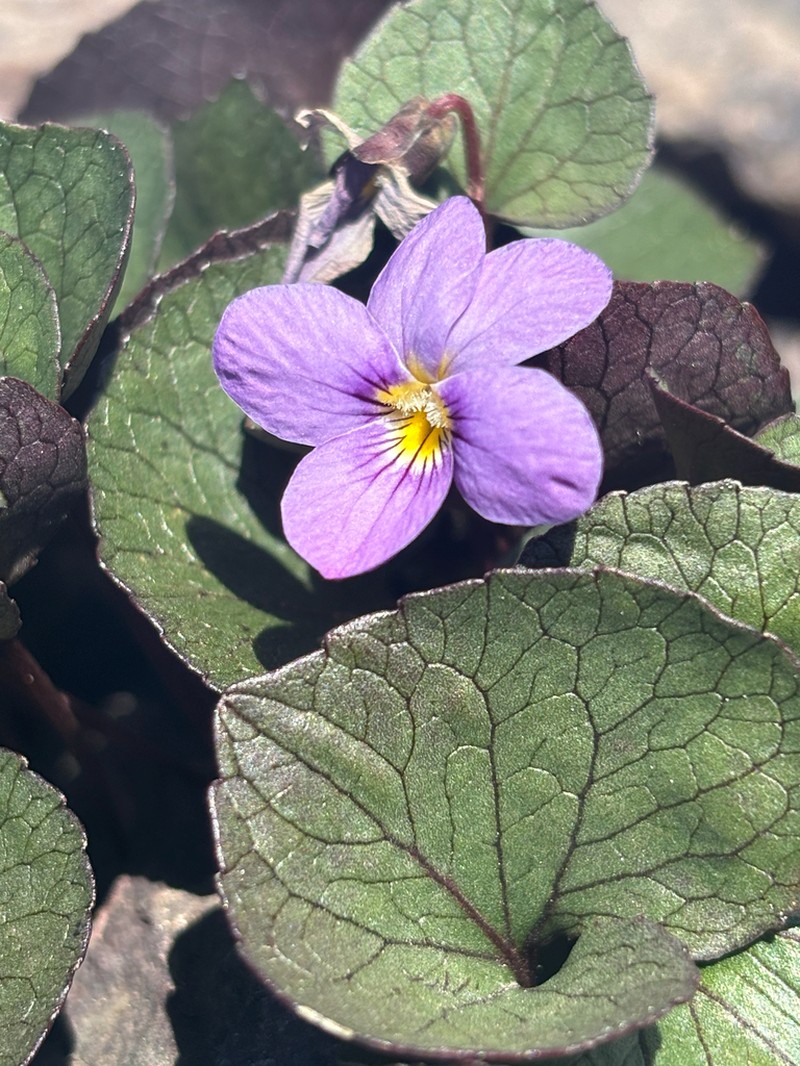Olympic Violet photo 3