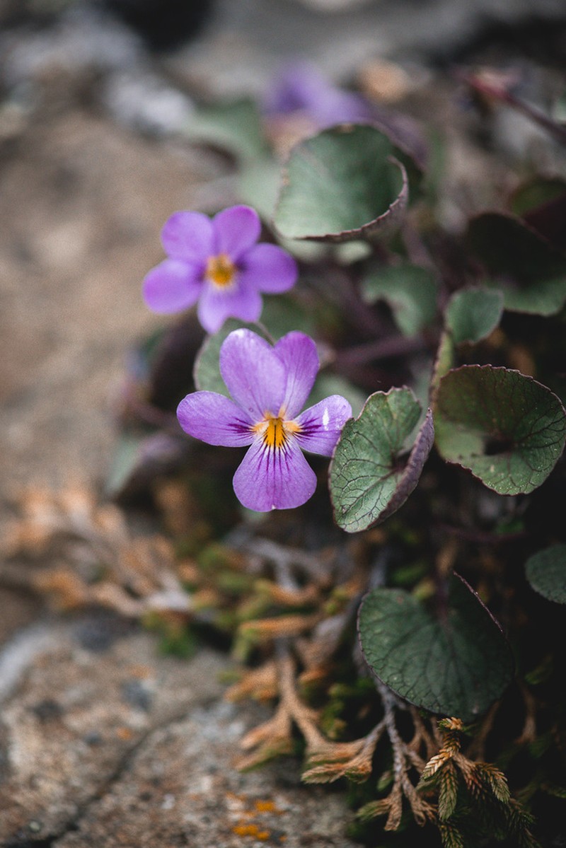 Olympic Violet photo 4