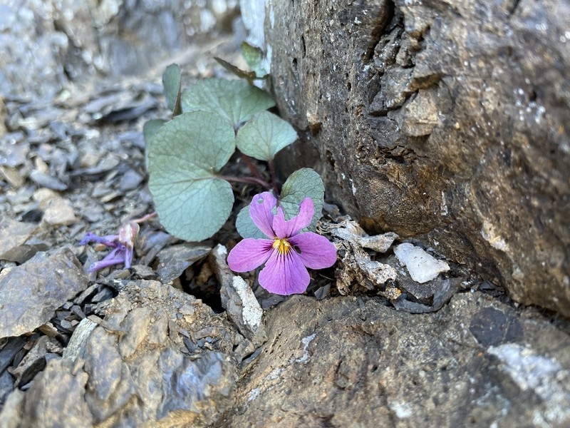Olympic Violet photo 5