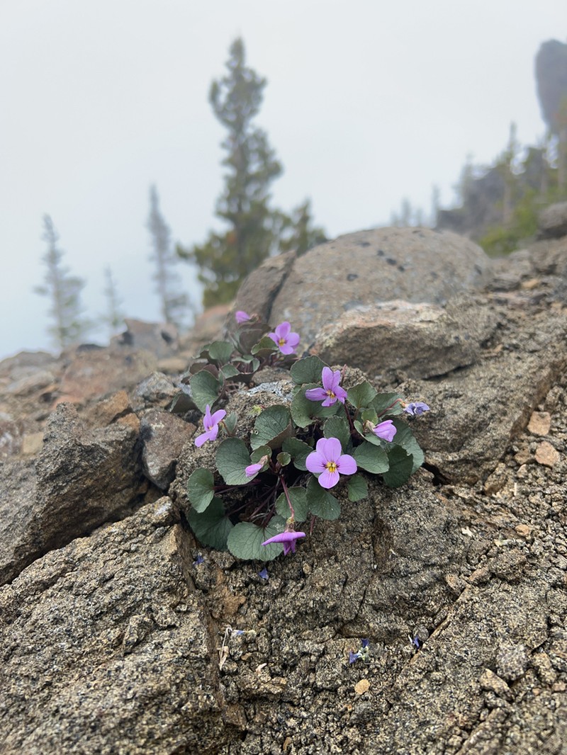 Olympic Violet photo 6