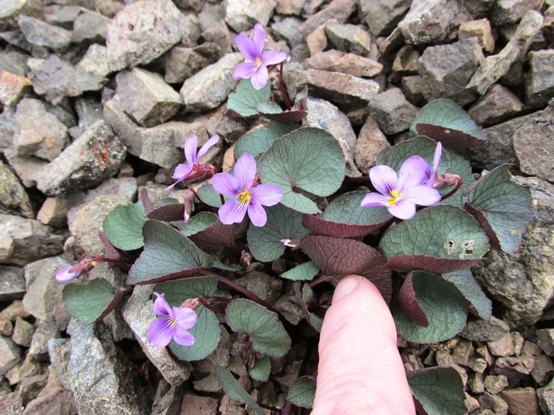 Olympic Violet photo 7