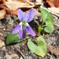 Viola floridana