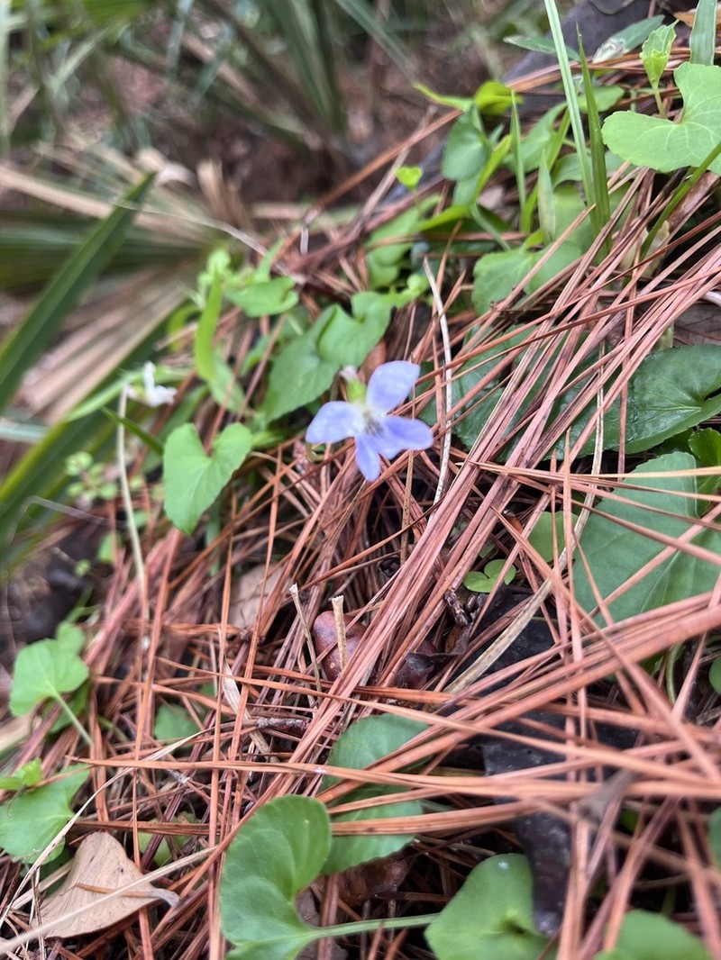 Viola floridana photo 2