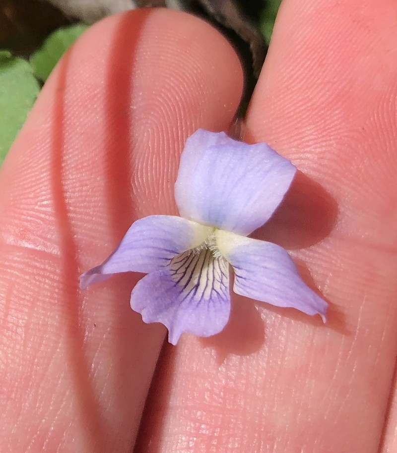 Viola floridana photo 3