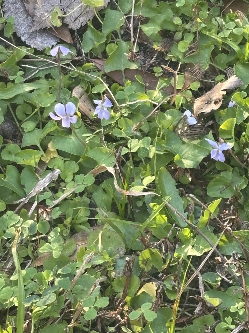 Viola floridana photo 4