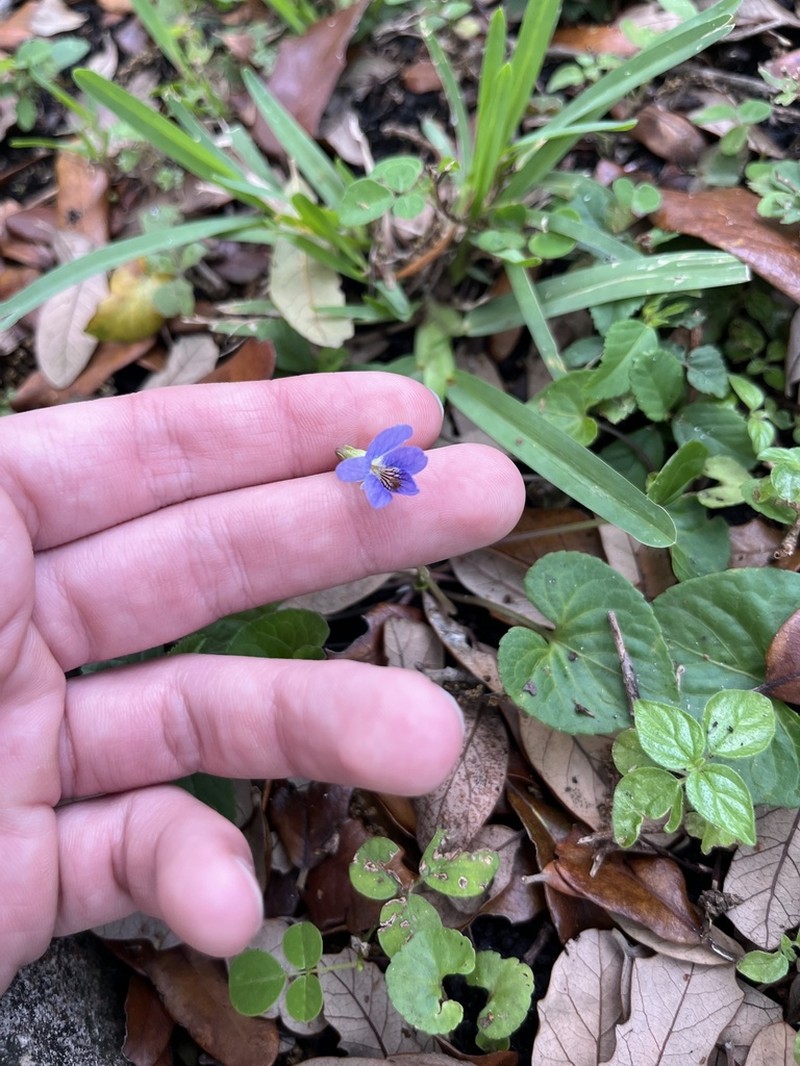Viola floridana photo 5