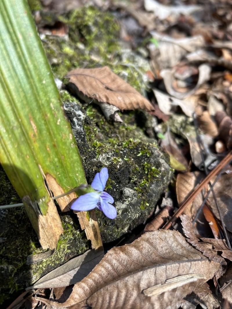 Viola floridana photo 6