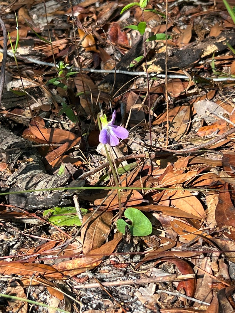 Viola floridana photo 7