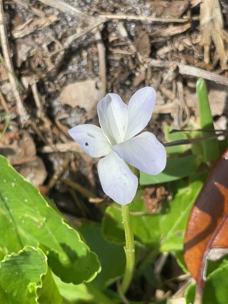 Viola floridana photo 8