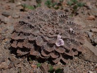 Viola flos-idae