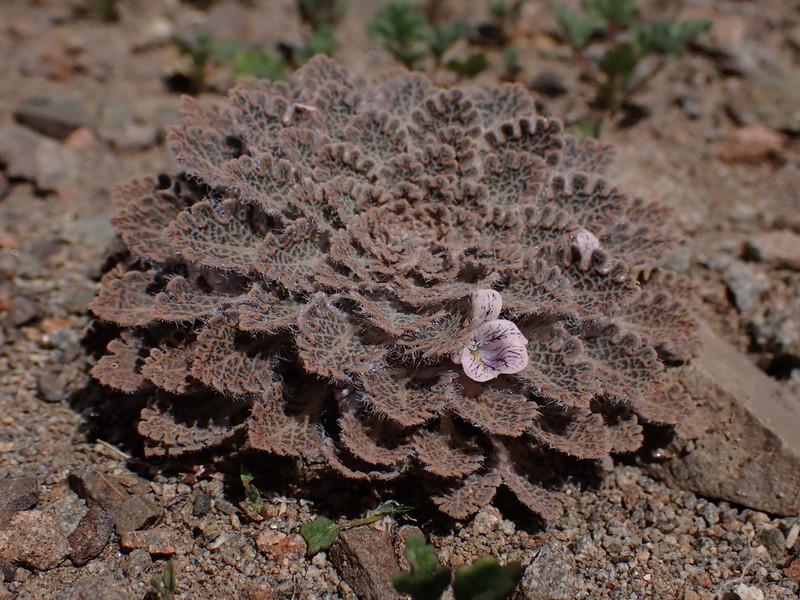 Viola flos-idae