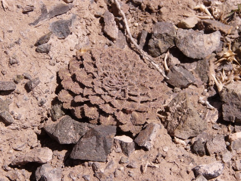 Viola flos-idae photo 2