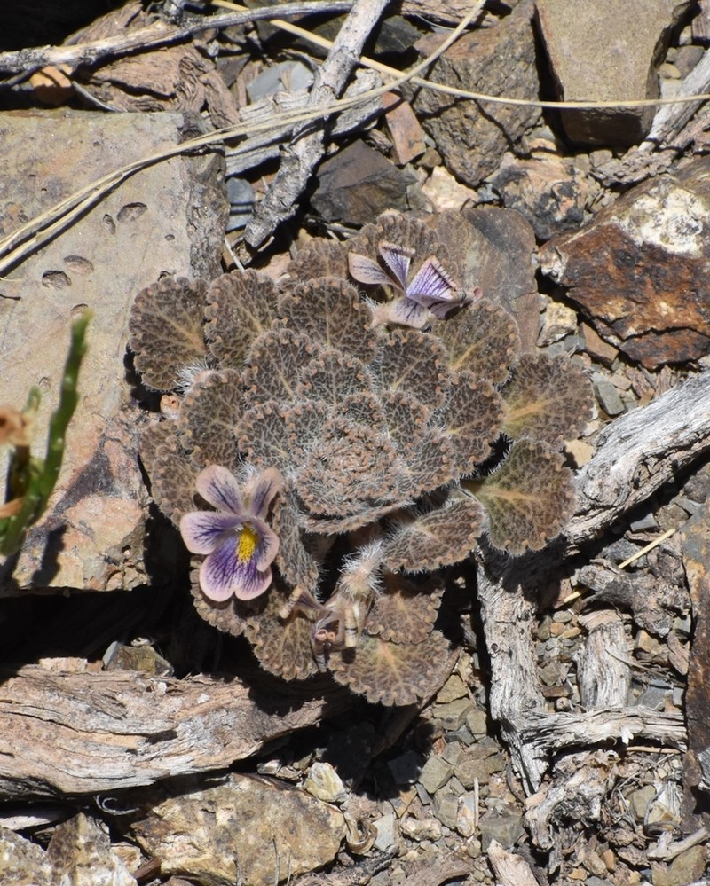 Viola flos-idae photo 3