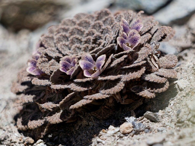 Viola flos-idae photo 4