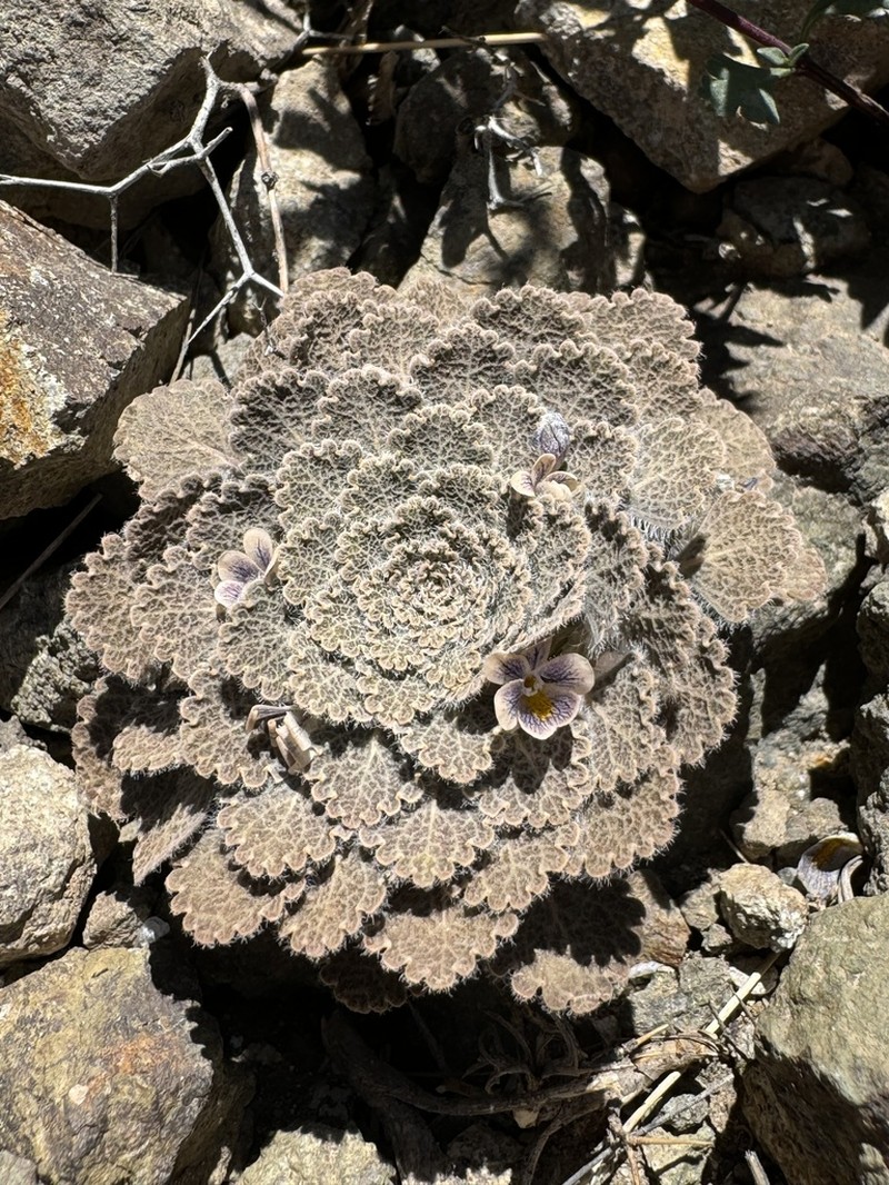Viola flos-idae photo 5