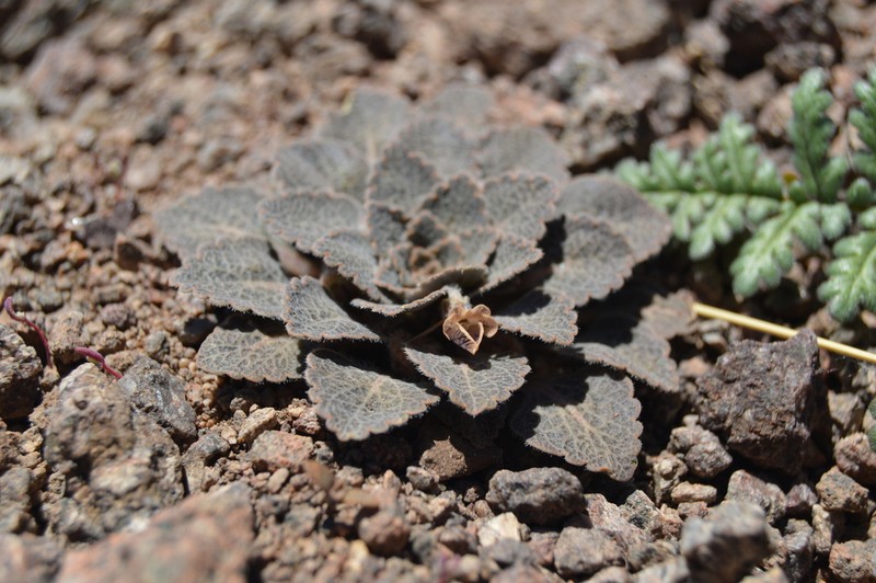 Viola flos-idae photo 6