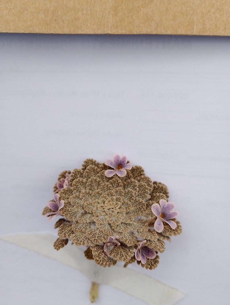 Viola flos-idae photo 7