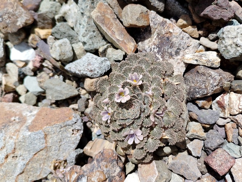 Viola flos-idae photo 8