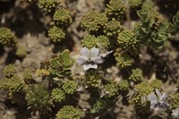 Viola fluehmannii