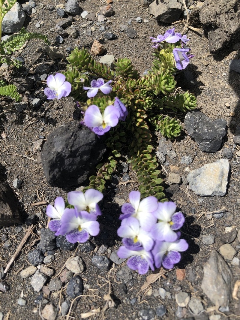 Viola fluehmannii photo 2