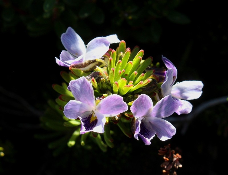 Viola fluehmannii photo 3