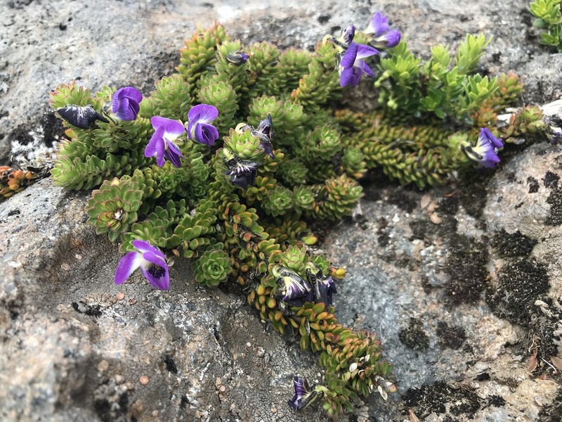 Viola fluehmannii photo 4