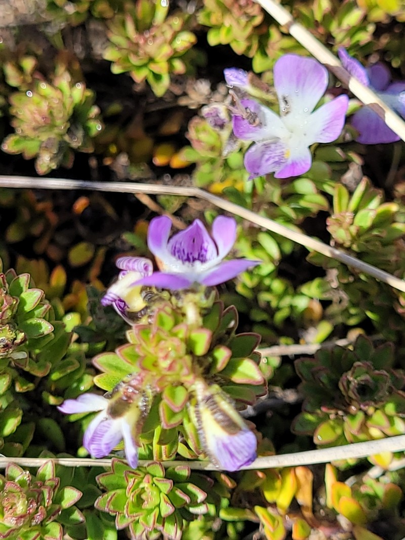 Viola fluehmannii photo 5