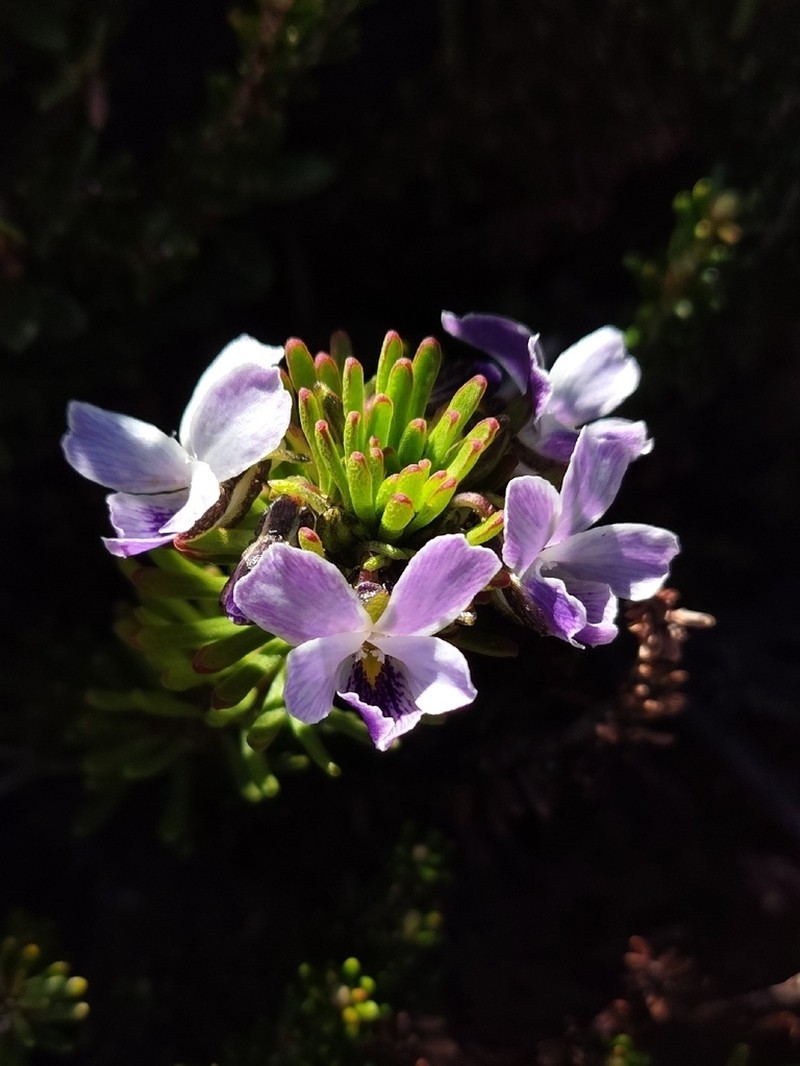 Viola fluehmannii photo 6