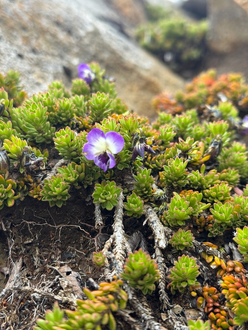 Viola fluehmannii photo 7