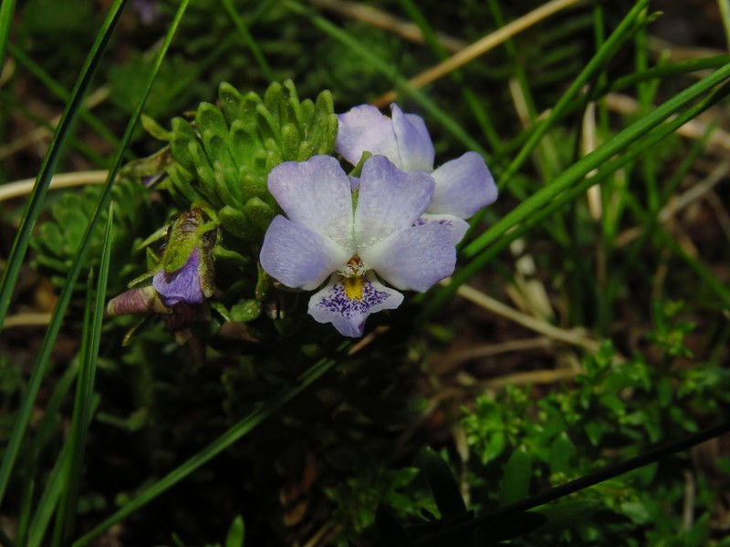 Viola fluehmannii photo 8