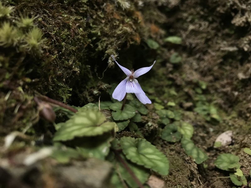 Viola formosana