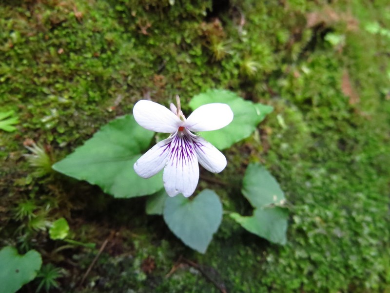 Viola formosana photo 2